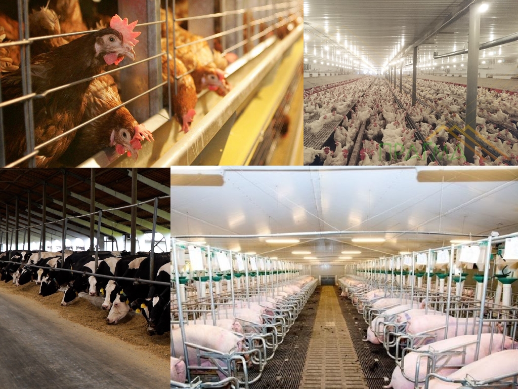 Н2 ТЕХНОЛОГІЯ ВИРОБНИЦТВА ТА ПЕРЕРОБКИ ПРОДУКЦІЇ ТВАРИННИЦТВА